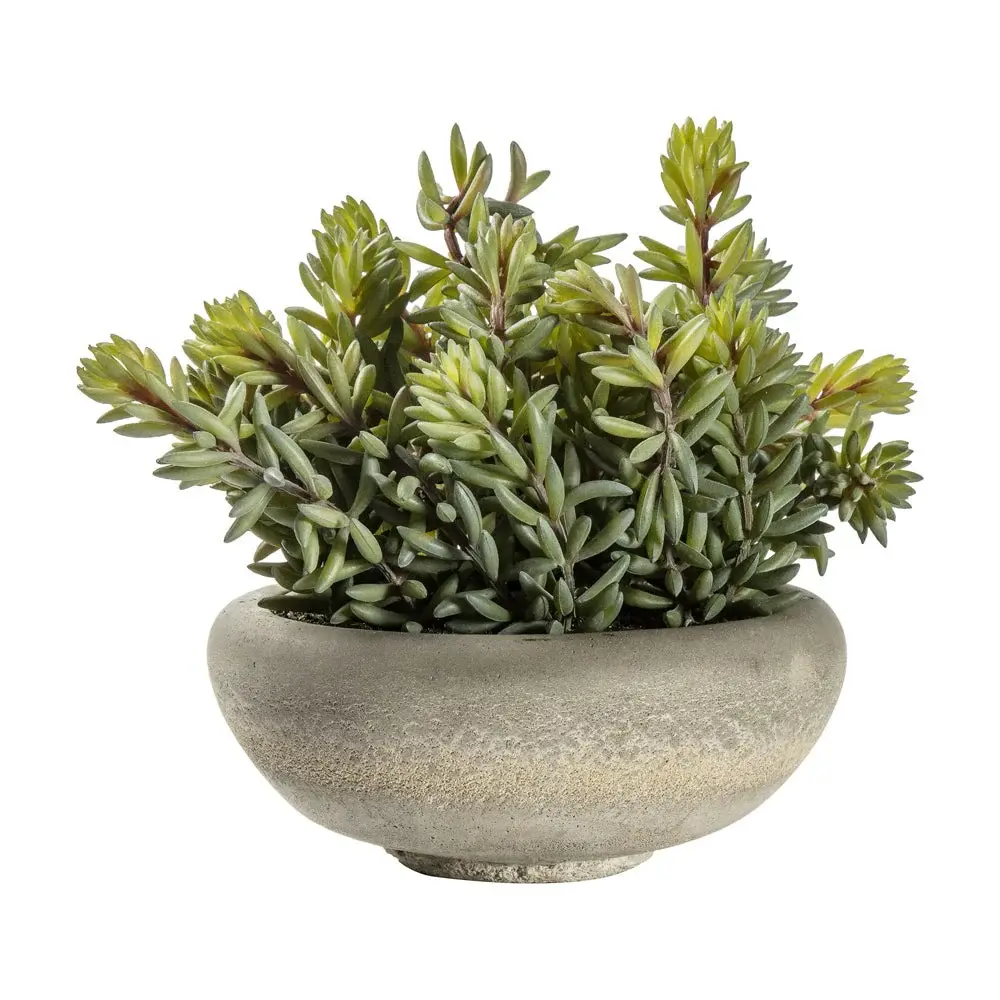 Sedum Green Cement Bowl Emerald 5 Stems per Bunch