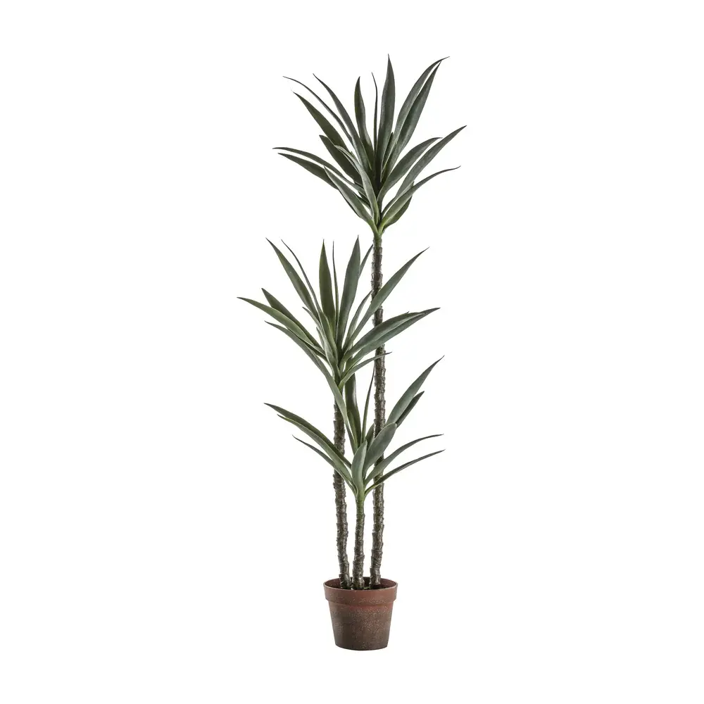 Yucca Tree 3 Heads 5 Stems per Bunch