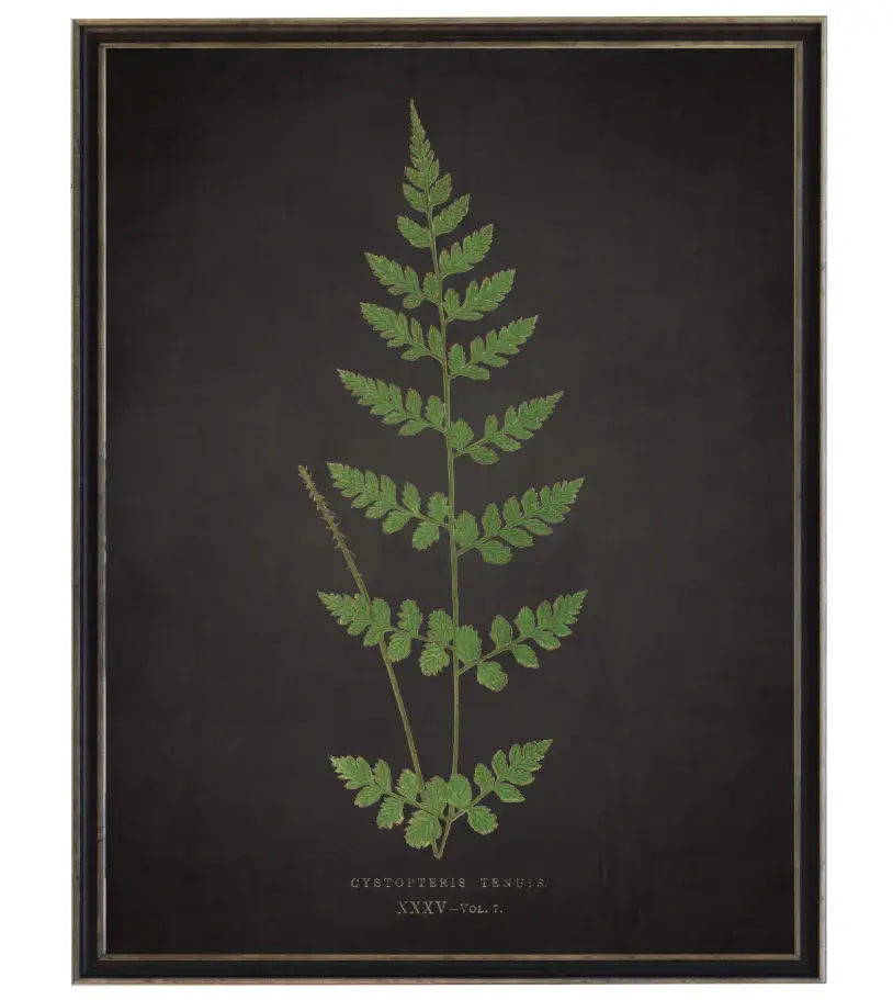 Aged Black Fern 'J'