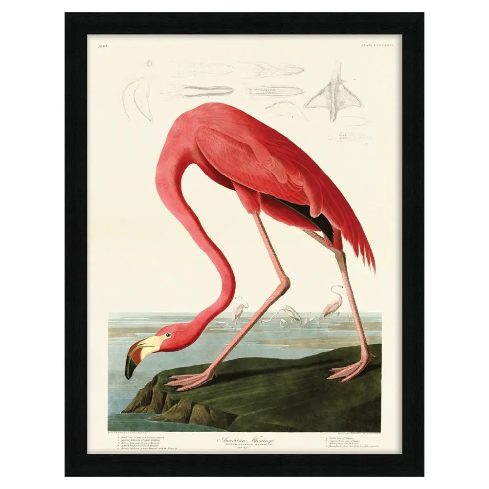 John James Audubon (American Flamingo) Pre Framed - 60x80cm