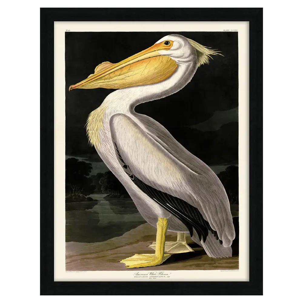 John James Audubon (American Ivory Pelican) Pre Framed - 60x80cm