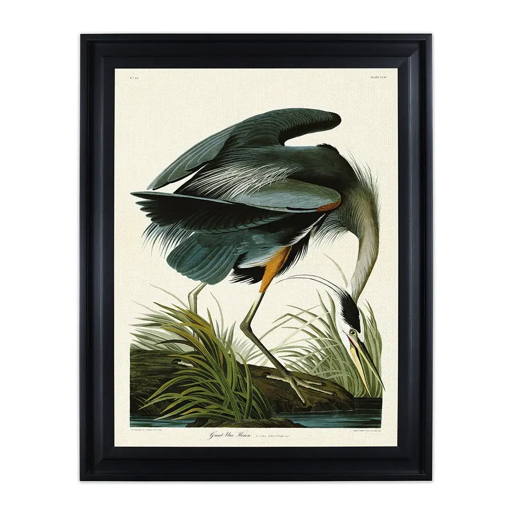 John James Audubon fantastic Blue Heron) Pre Framed - 60x80cm