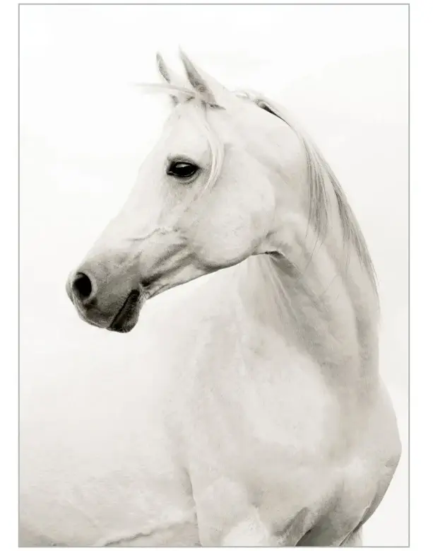 Portrait Stallion LED Backlight