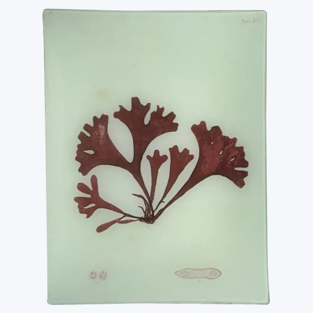 Ruby Seaweed Rectangular Tray