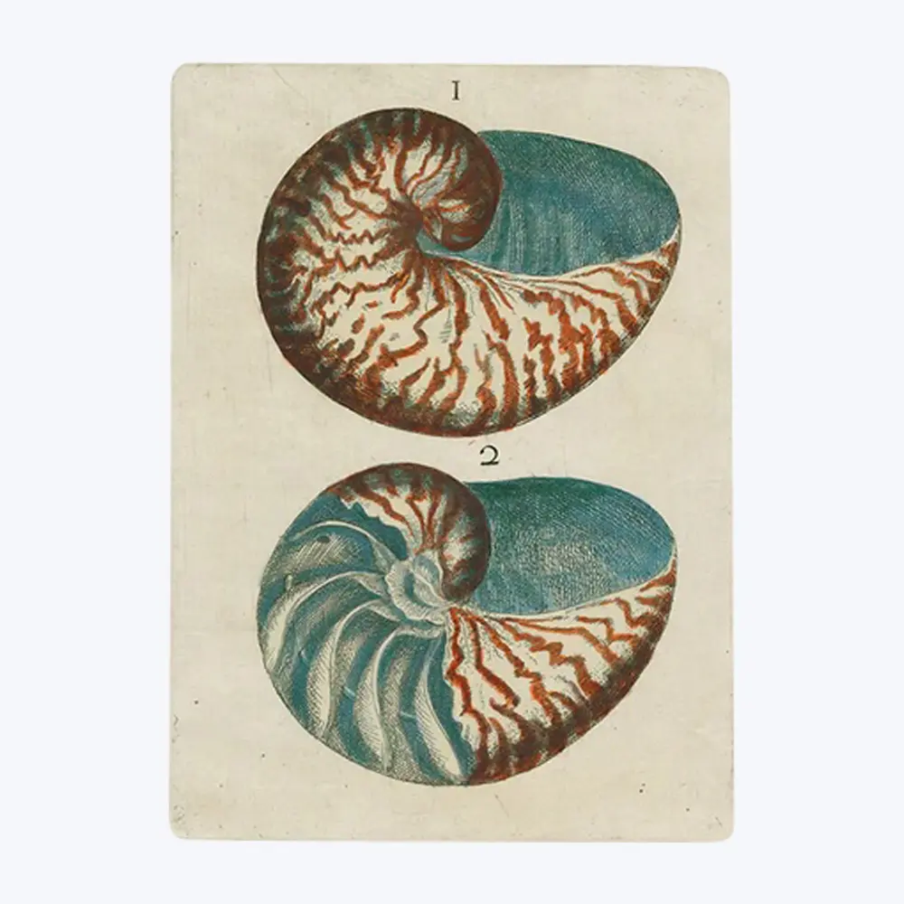 Shells Rectangular Tray