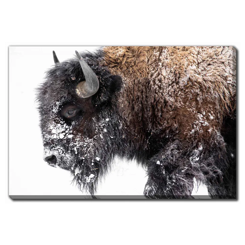 Bison Snow Duck cloth Print, 45'' x 30''