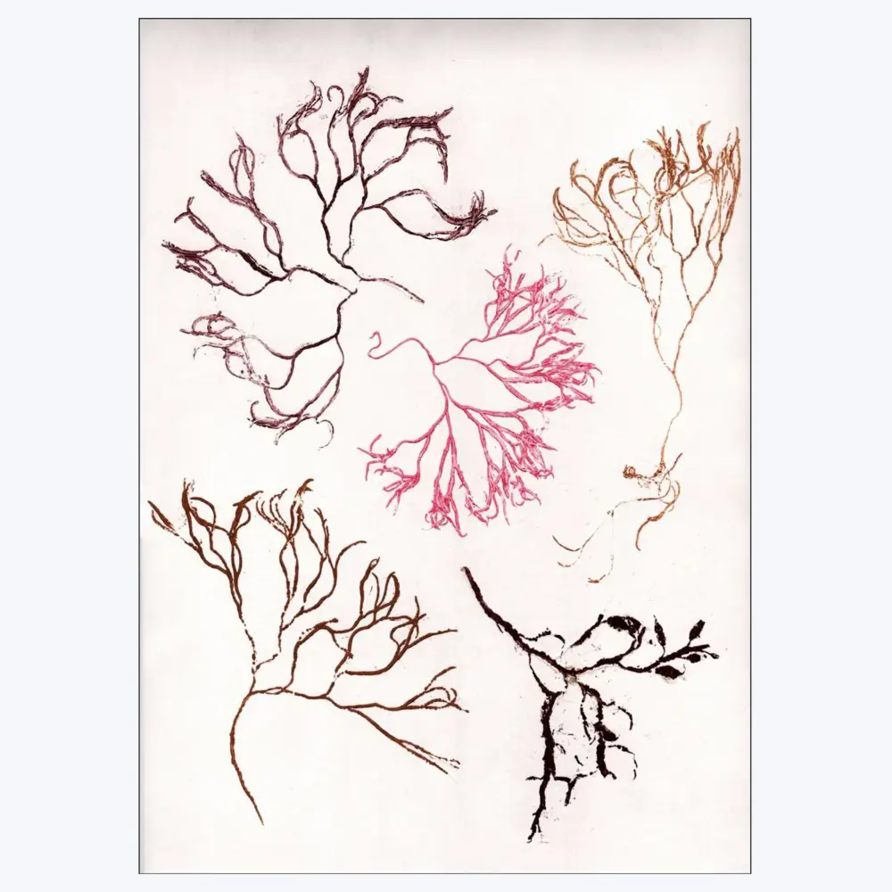 Framed & Ready to Hang Pernille Folcarelli - Algae Several