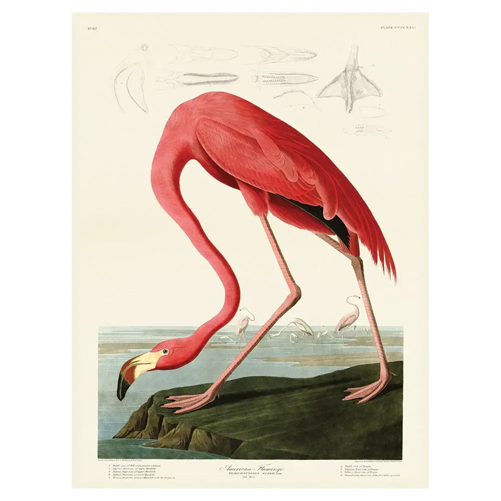 John James Audubon (American Flamingo) Duck cloth Print