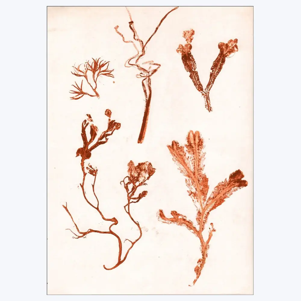 Pernille Folcarelli - Herbs & Seaweed - Rust - High Resolution Print