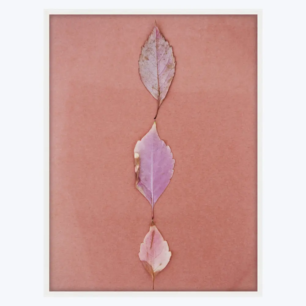Pink Leaves