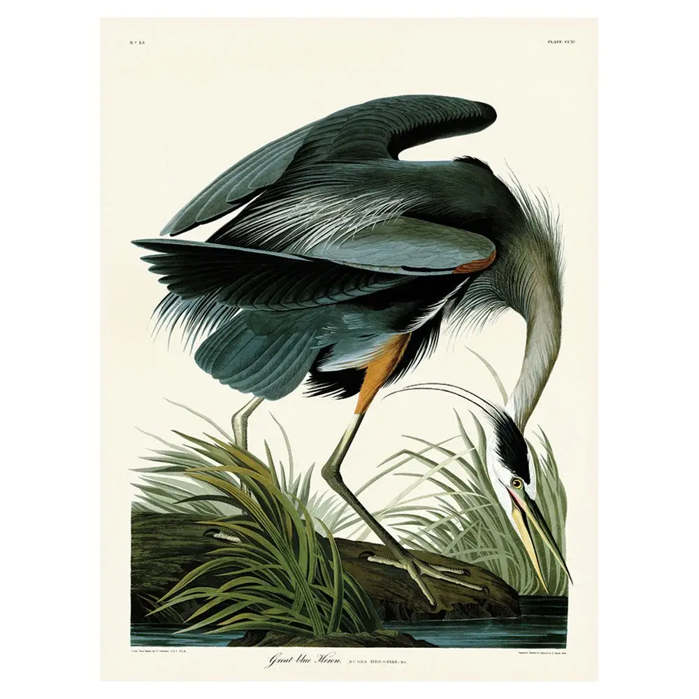 Premium Gallery Quality John James Audubon (Great Blue Heron) Duck cloth Print